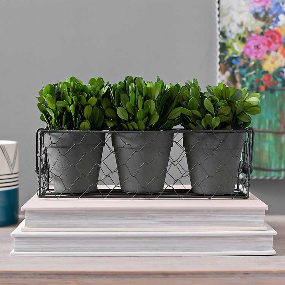 Green Boxwood Wire Basket Arrangement